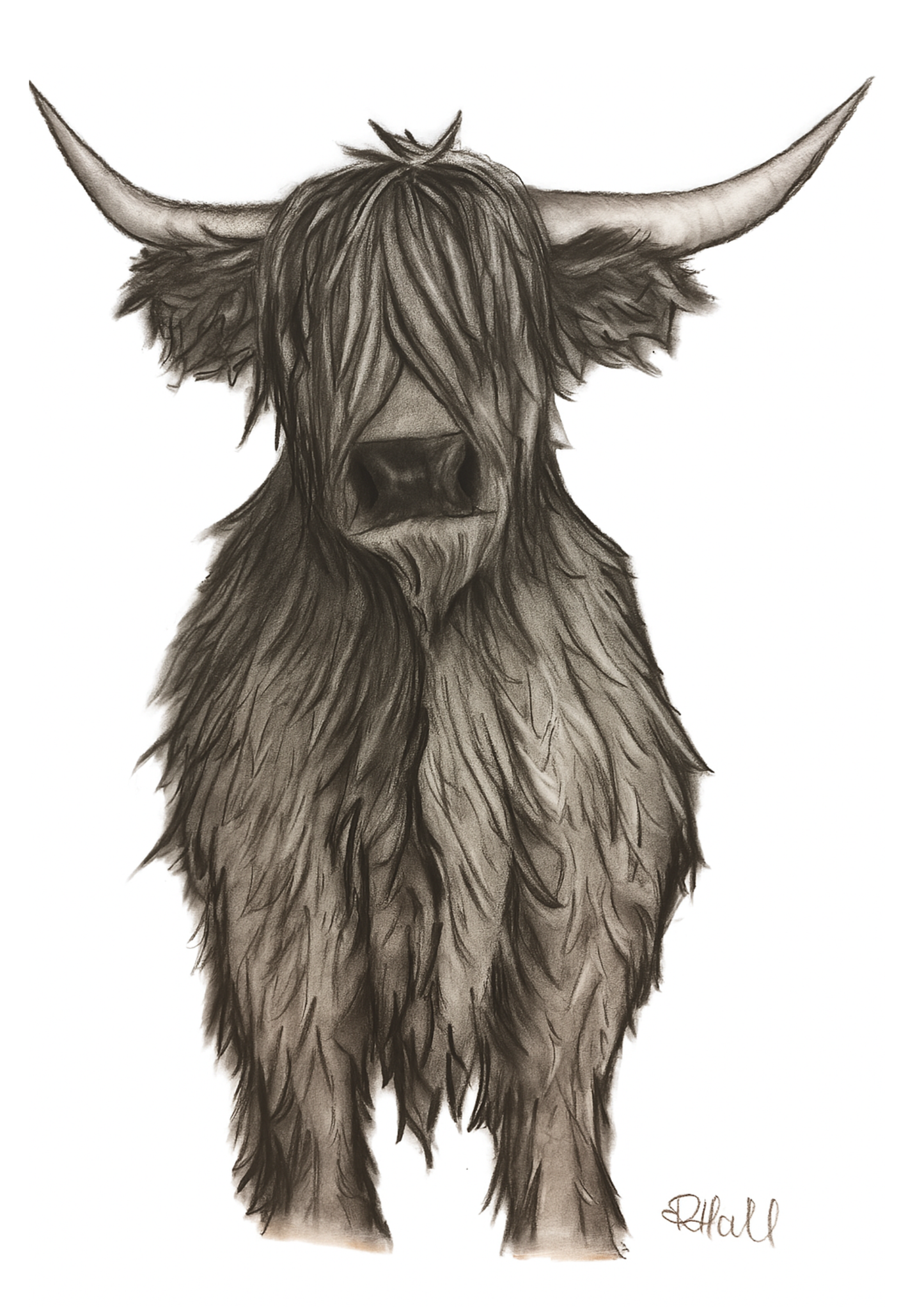 Highland Cow - Art Print